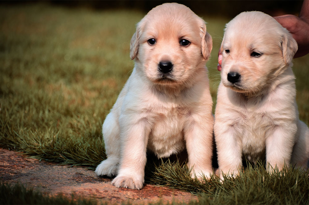 5 ways to keep your dog’s coat healthy and shiny